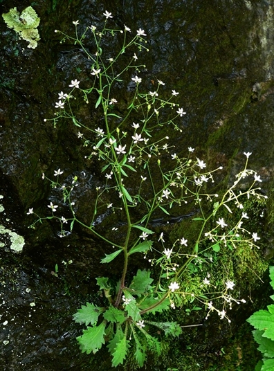 {Hydatica petiolaris}